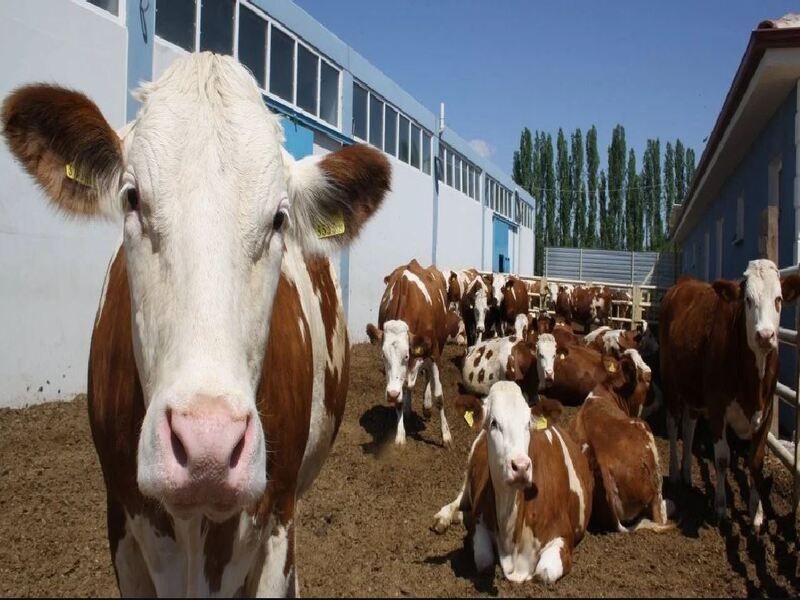 M1-101-Hayvancılık